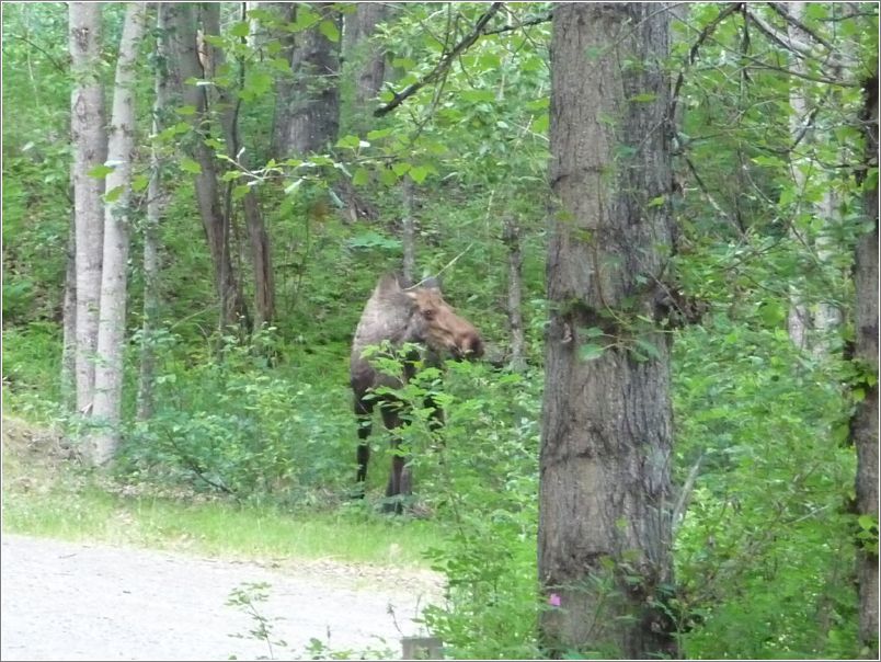 Moose outside the cabin