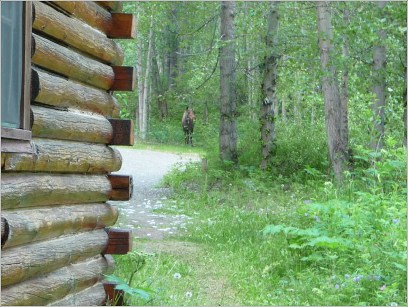 Moose outside the cabin, still