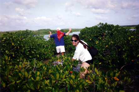 Mangrove trek