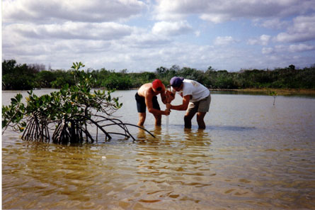 taking a sediment core