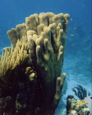 Pillar coral