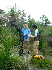 Stradebroke Island, 4-9 September, 2004