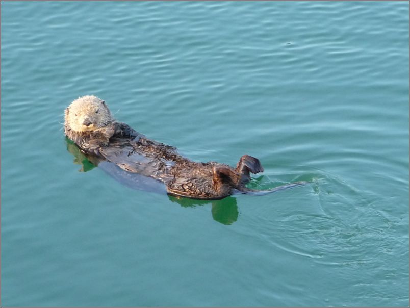 Sea otter, in Cordova harbor