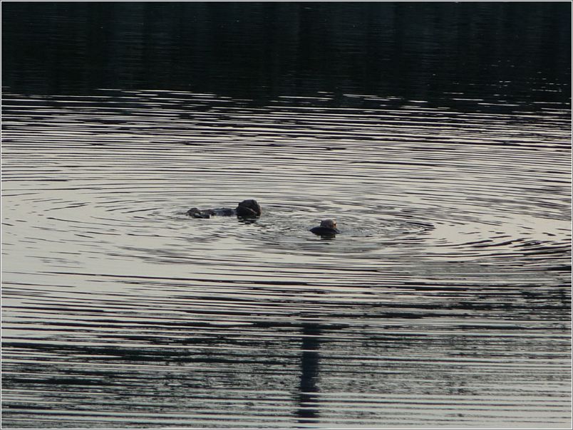 Otters!