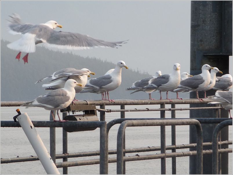 Gulls at Cordova dock