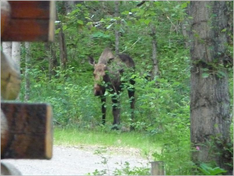 Moose near cabin