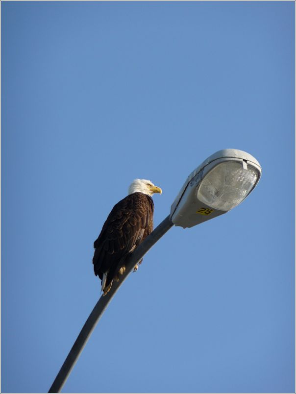 Eagle in town (Cordova)