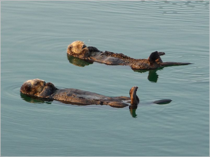 Otters, lined up