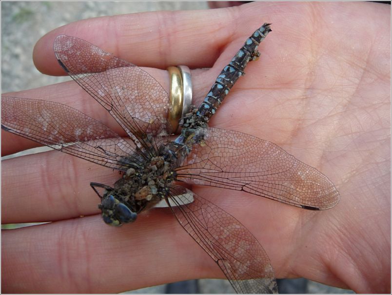 Dragonfly, deceased