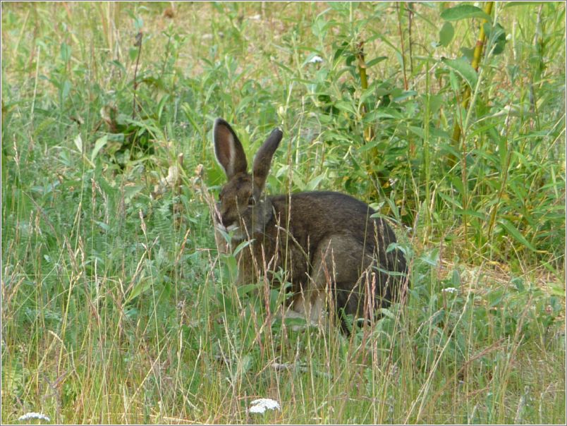 Hare (under pipeline)