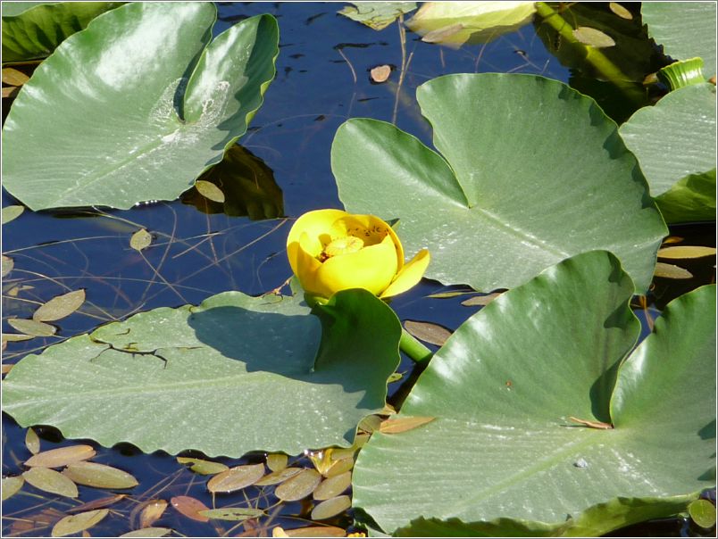 Yellow Pond Lily