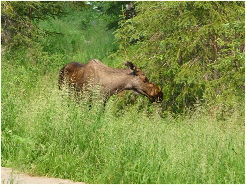 We wait for the moose to move