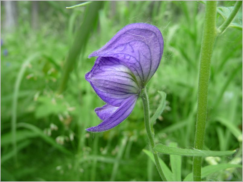 Monkshood