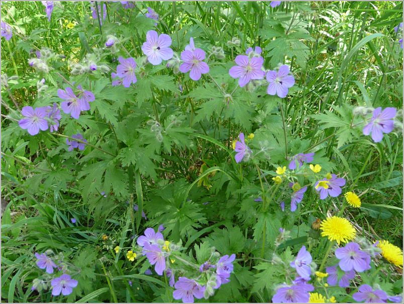 Wild geraniums