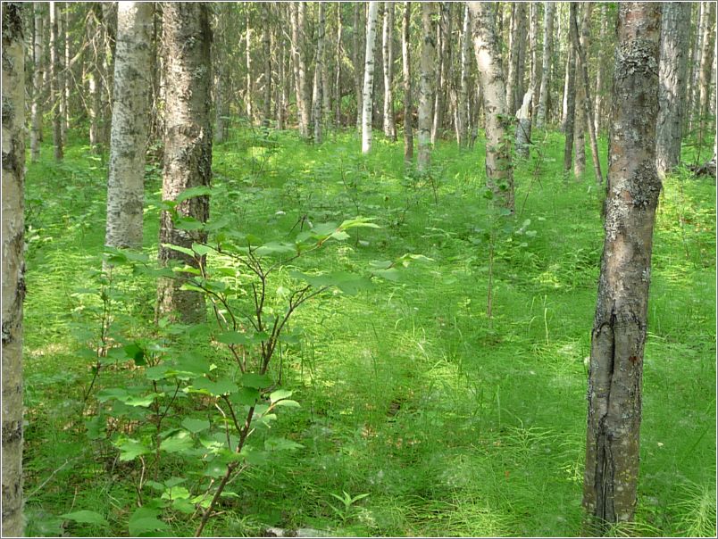 Forest floor