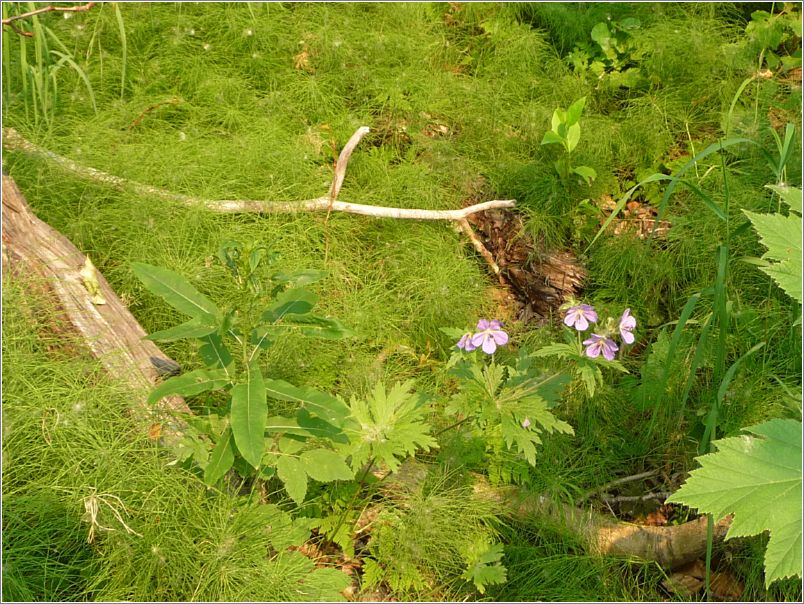 Wild geraniums