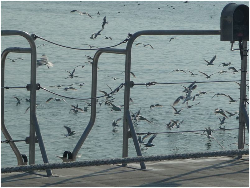 Gulls