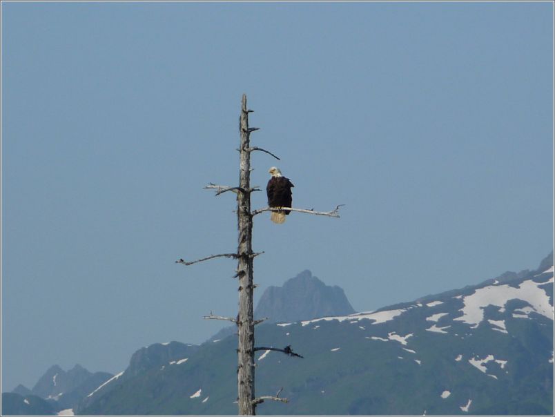 Eagle in the country