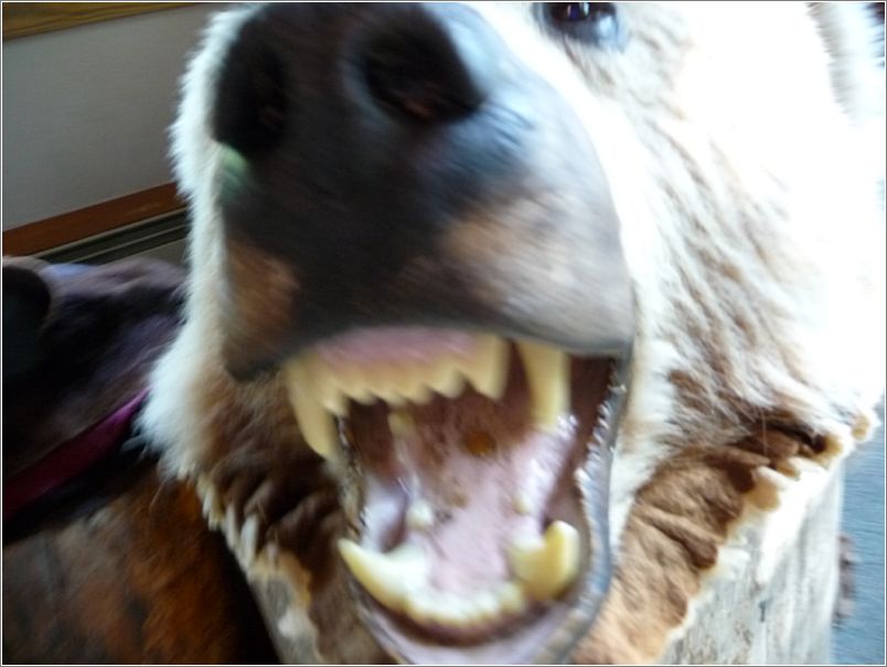 BEAR!!!!