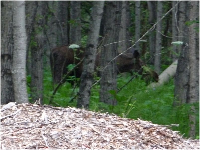 Moose finally leaving