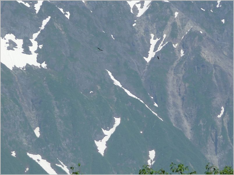 Eagles (2)