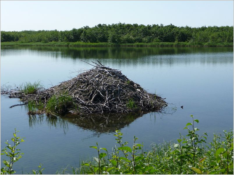 Proof of Beaver