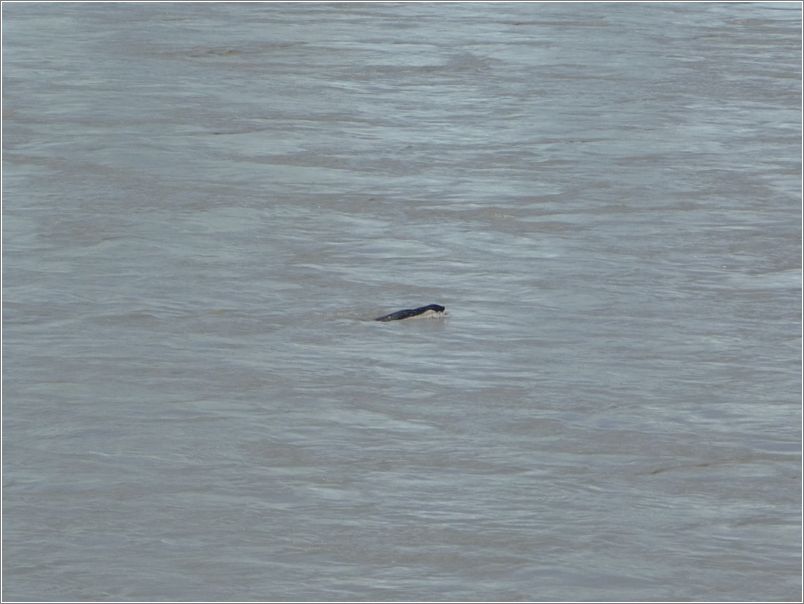 Seal, near Childs Glacier