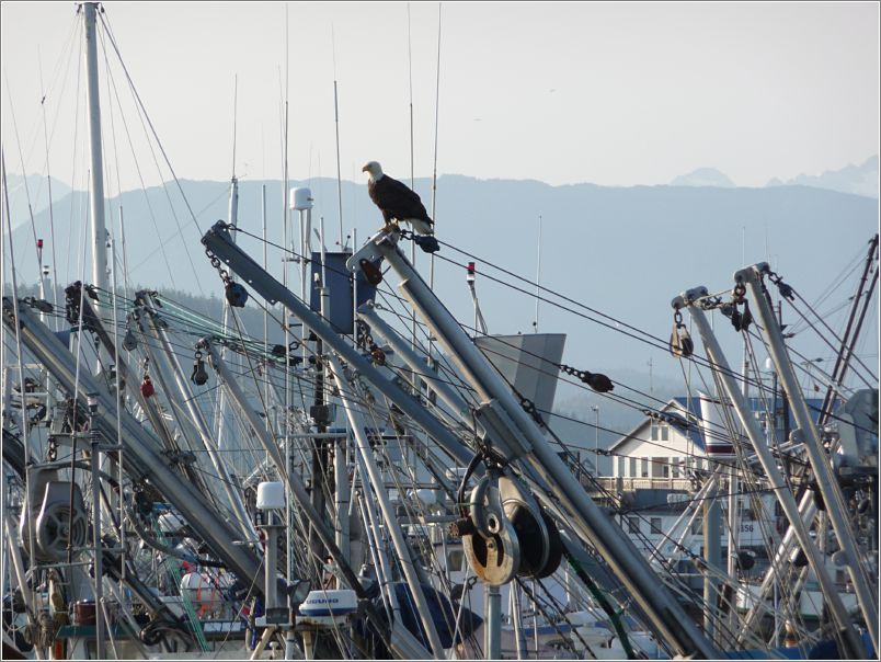 Eagle on boat (Cordova)