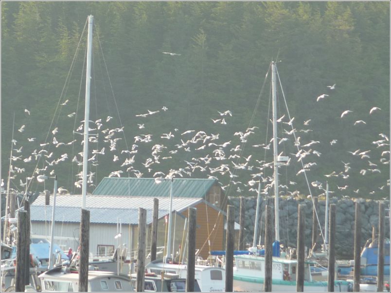 Gulls (many)