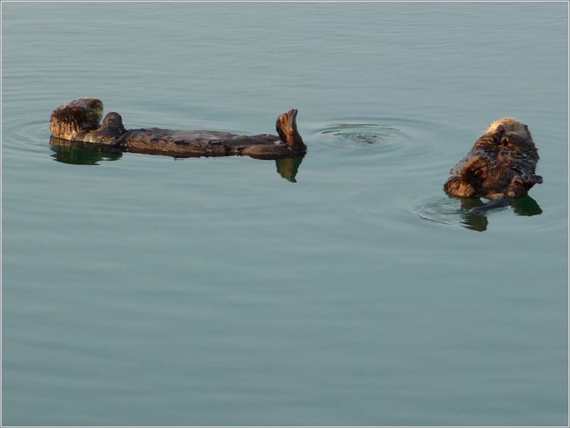 Otters, many pix taken