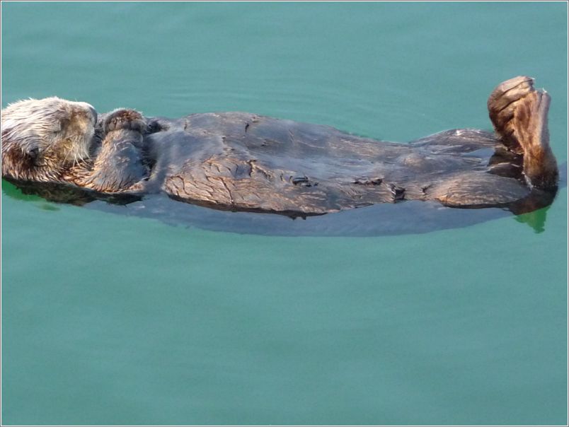 Otter