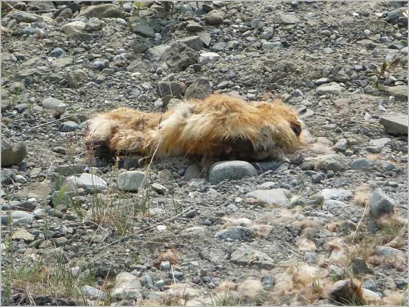 Unidentified roadkill
