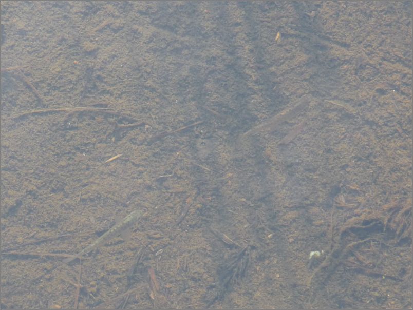 Salmon fingerlings at ERNC