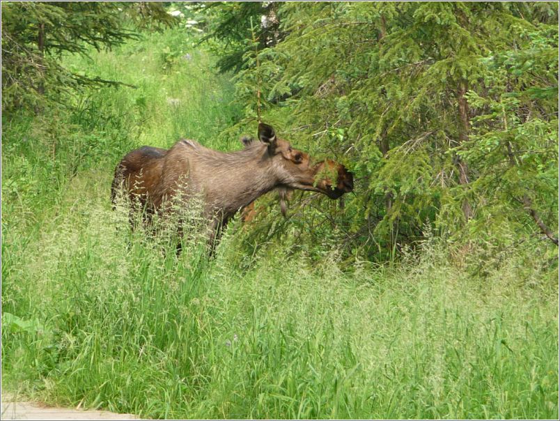 Moose by path (ERNC)