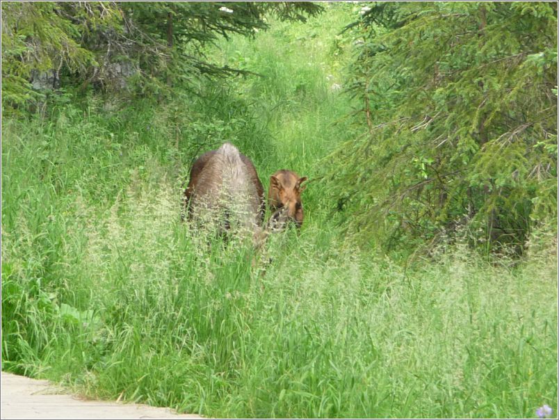 Moose and calf