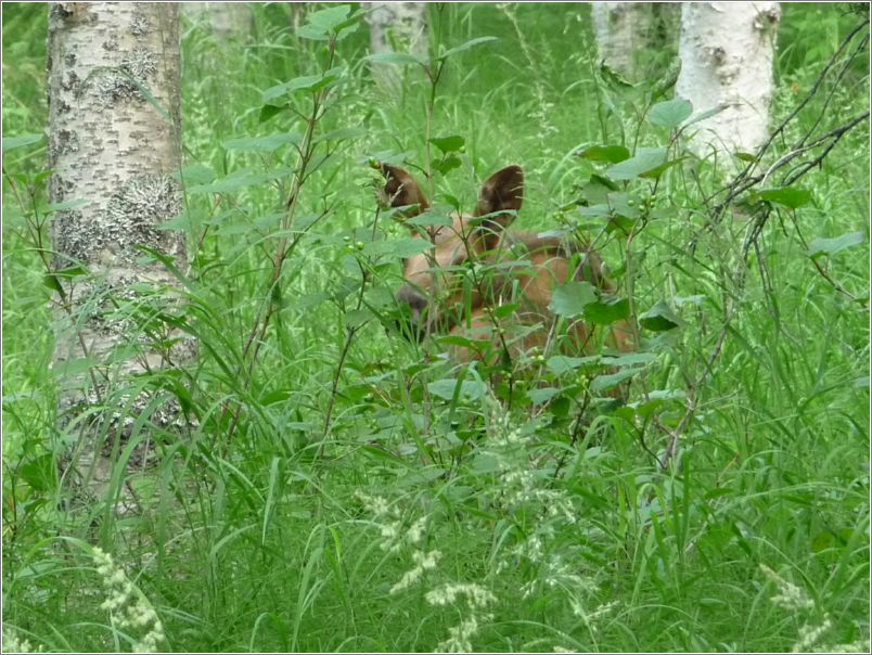 Calf