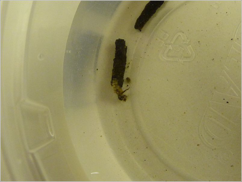 Caddis fly