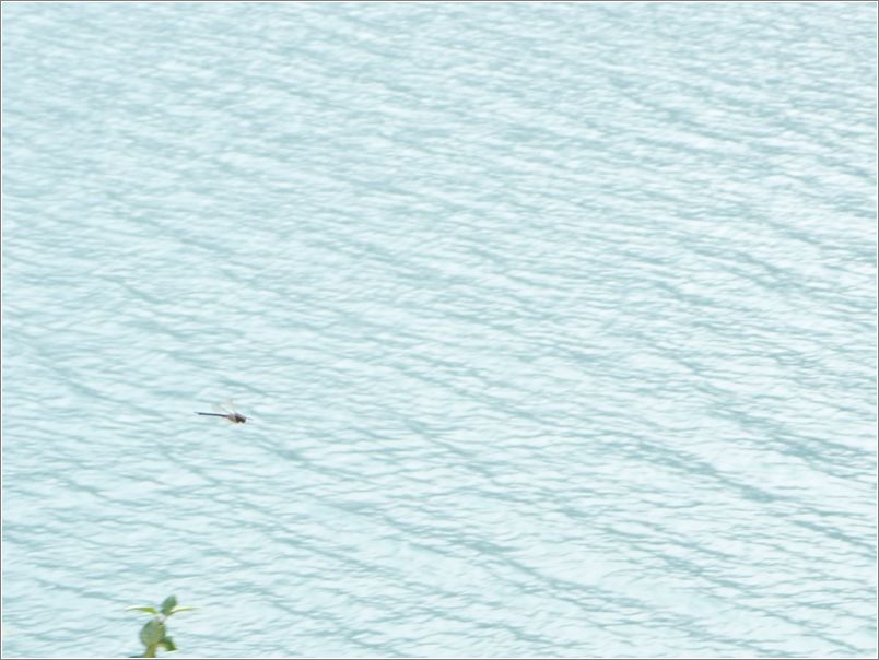 Dragon fly, flying