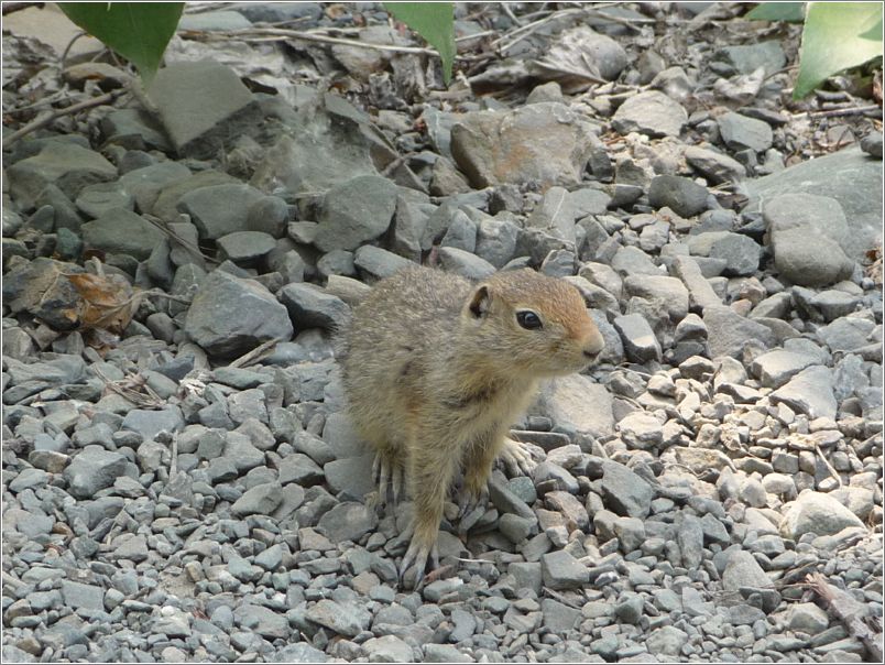 Squirrel, tame