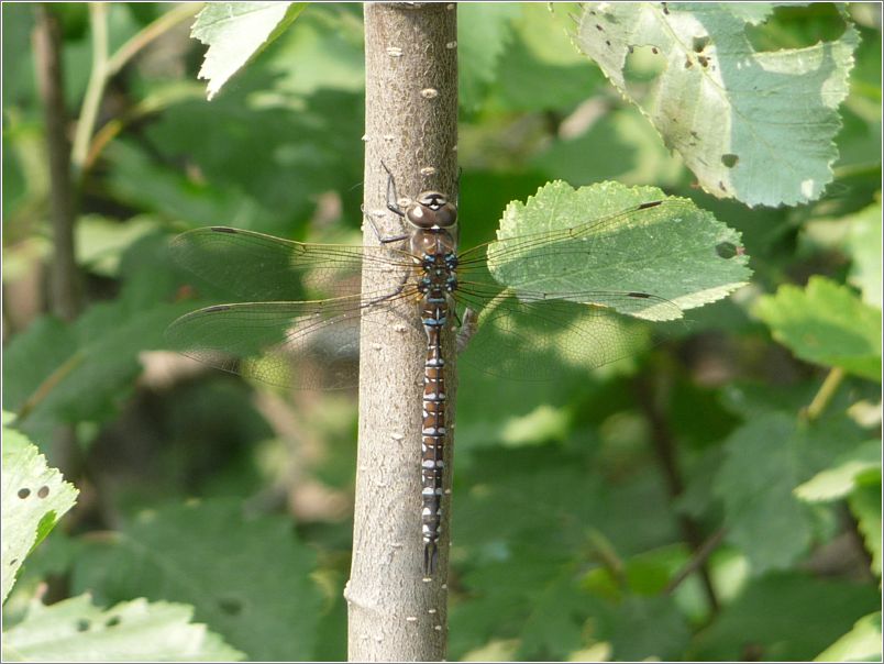Dragon fly, posing