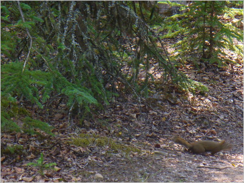Red squirrel, quick and elusive