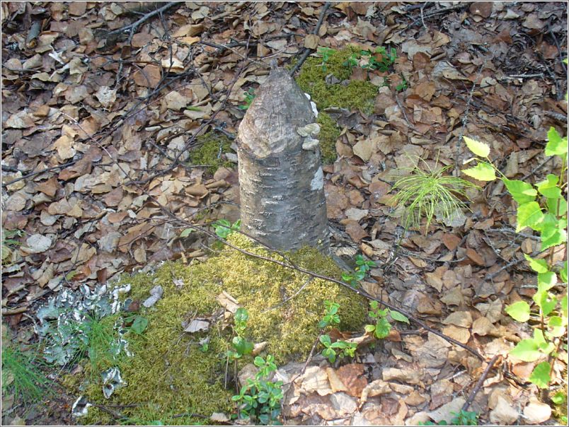 More proof of beaver