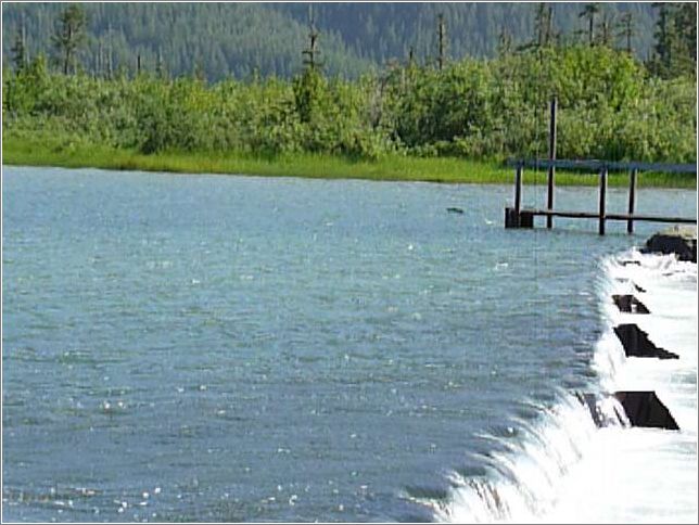 salmon jumping (from video)