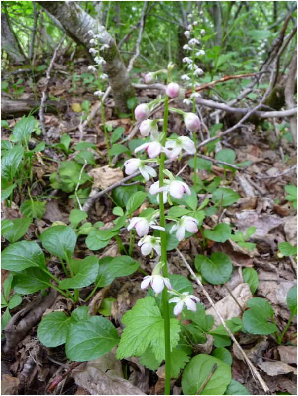 Arctic Wintergreen