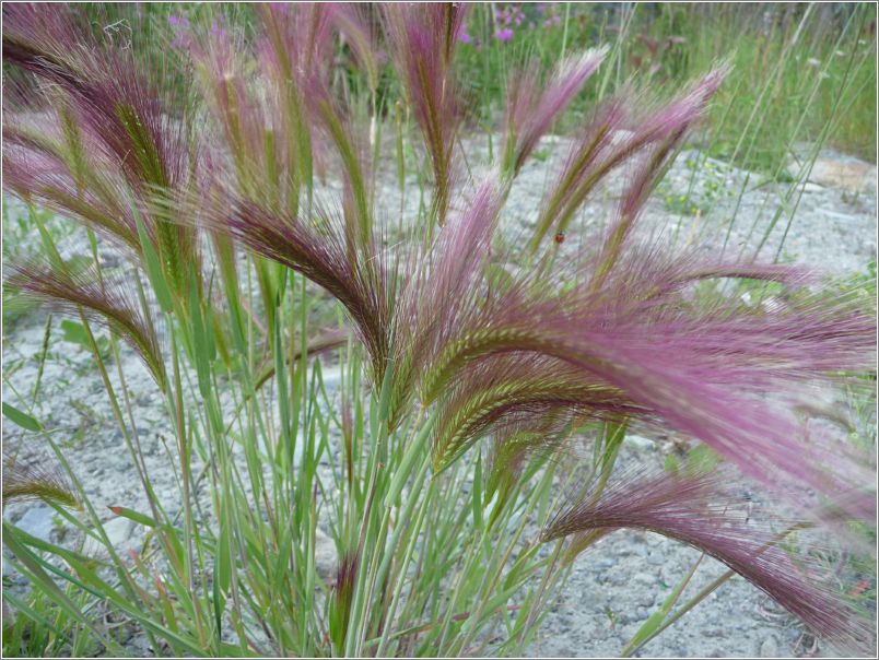 Squirreltail Grass