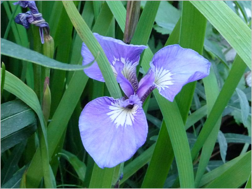 Arctic Iris