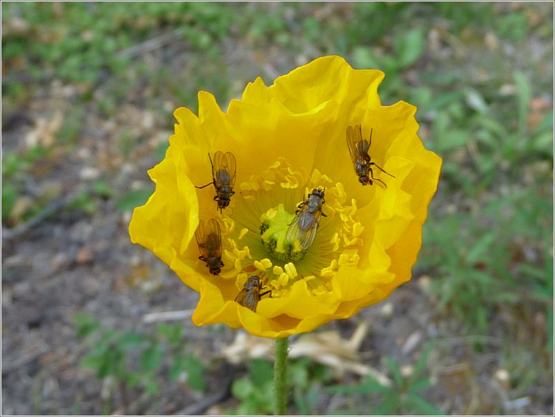 Alaska Poppy