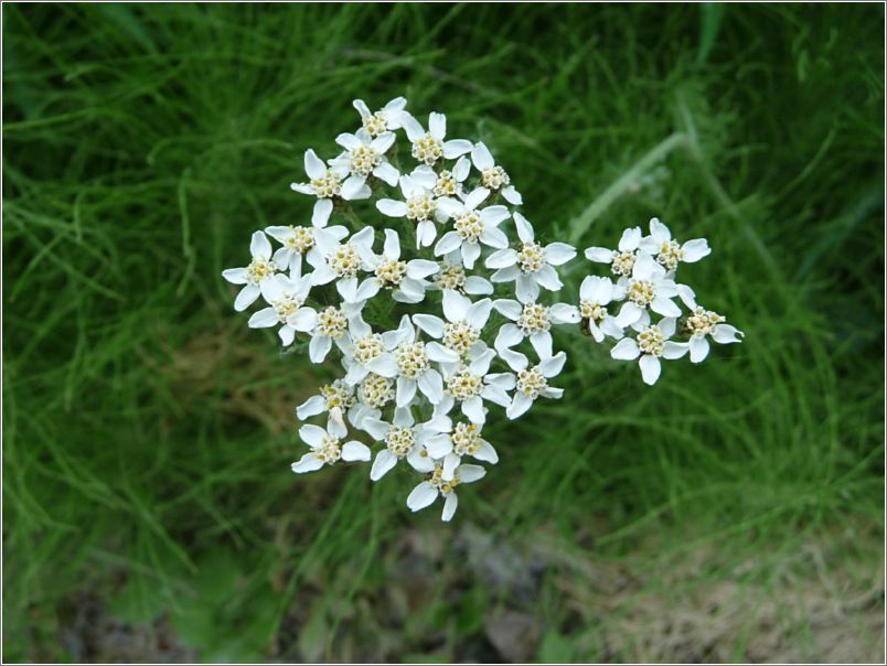 Northern Yarrow