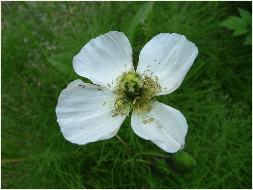 Cloudberry