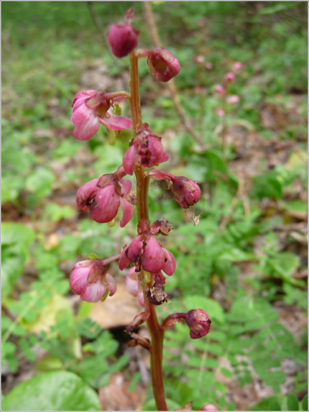 Arctic Wintergreen